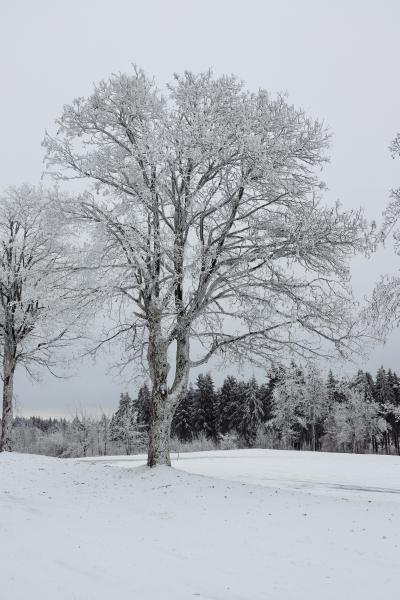 ❄️ Seizoensinspiratie: Winterkleuren & materialen